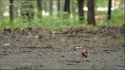 Another casual snail walkover