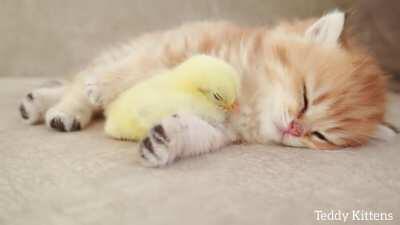 Kitten and Chicken