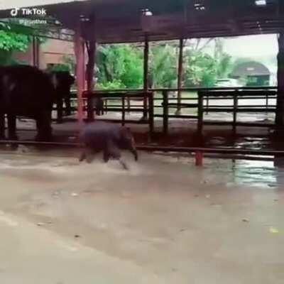 Baby elephant zoomies