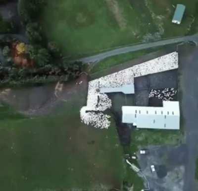 Sheepdog herding as seen from the air