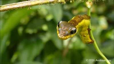 🔥 When threatened Some caterpillars expand their underside, mimicking a snake to deter predators .