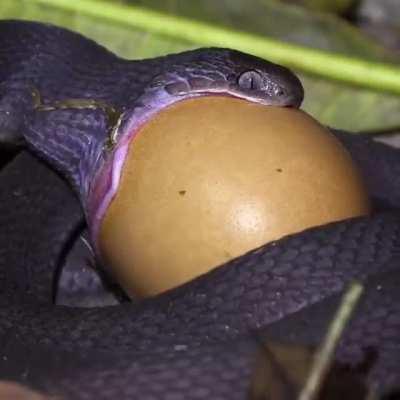 The African egg-eating snake lives in Africa, where it feeds on swallowing eggs and then digesting them, and it can swallow an egg ten times larger than its head.