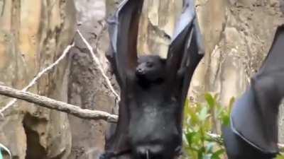 🔥 How upside-down hanging bats perform micturition.