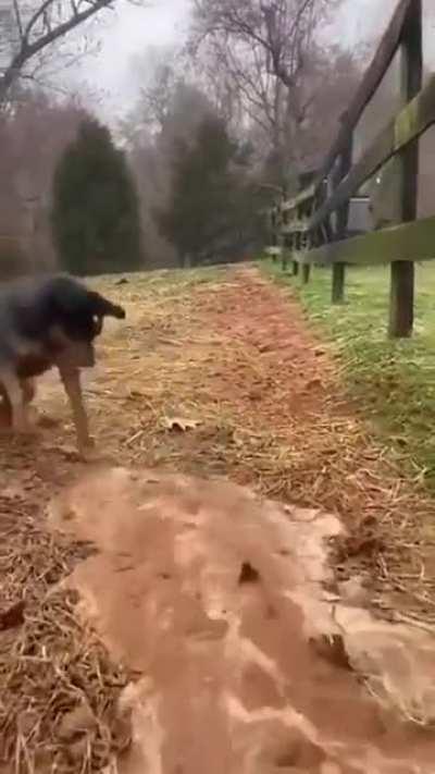 Meet this Good Boi who is helping with irrigation.