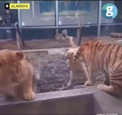 Dog stops tiger and lion from fighting