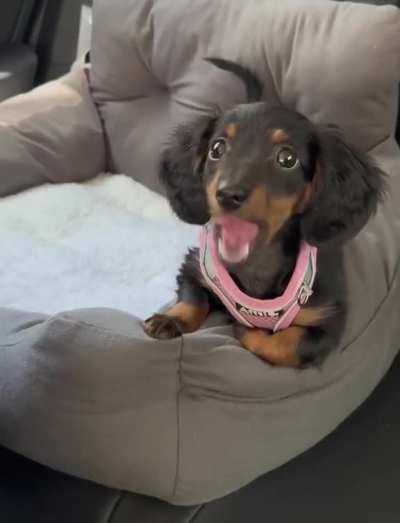 Puppy eats watermelon