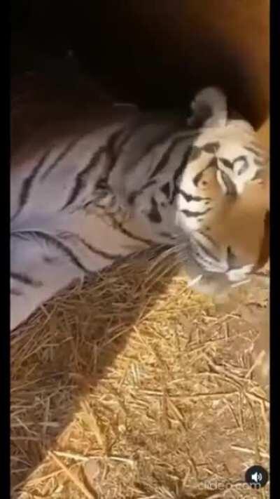 This tiger Meowing