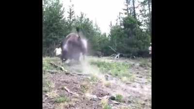Little girl gets yeeted by a Bison