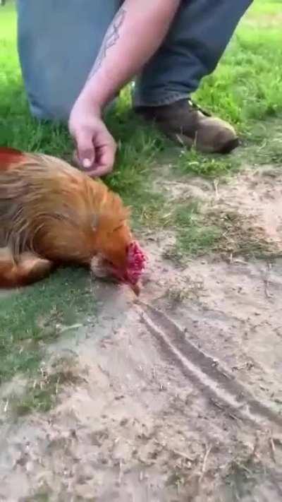 This is how you hypnotize a rooster