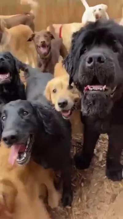 So many doggos...