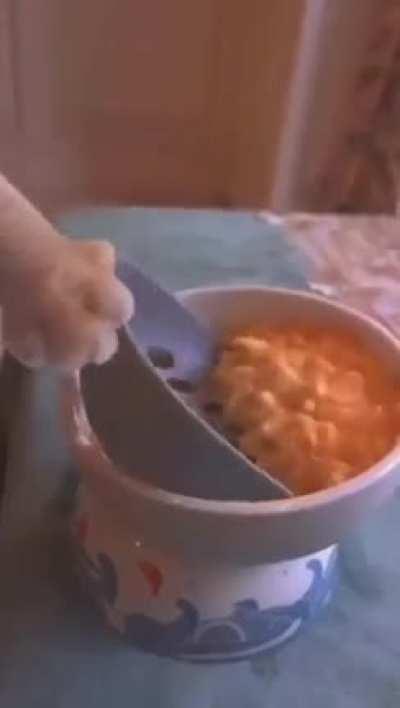 Cat cooks corn and eggs, it's stupid.