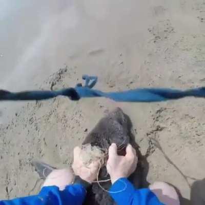 Helping out a seal