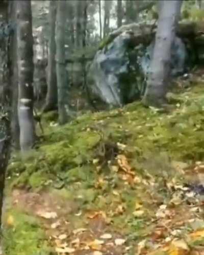 A connected tree roots system in the forest resisting intense winds and making it look like the ground is breathing