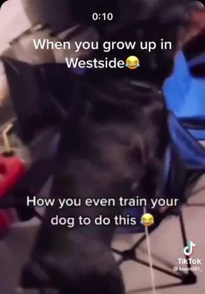 WestSide HomeDog