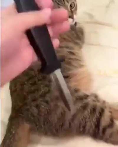 Poor kitty gets backstabbed :(