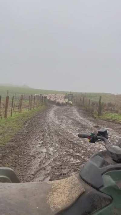 One Border Collie vs. Fifty Sheep