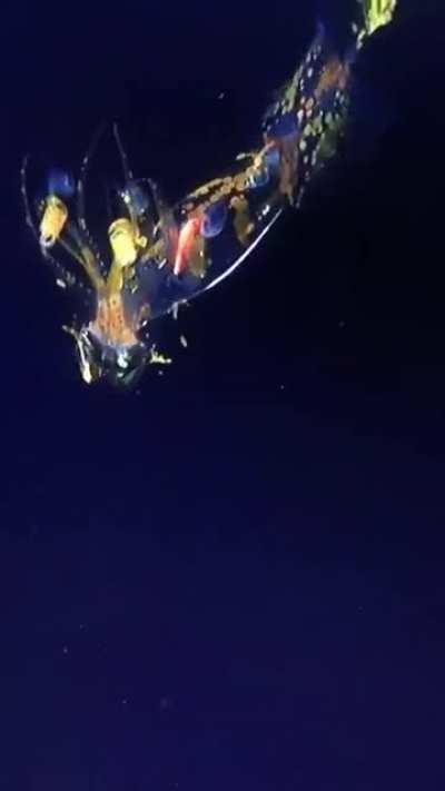 Scientists encountered the alien-like Planctoteuthis squid on a deep ROV dive yesterday