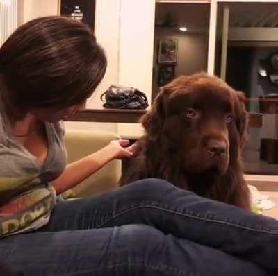 Upset dog forgives owner.