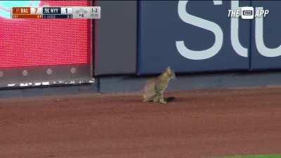 Cat is the perfect athlete. Video Credit :Yes network.