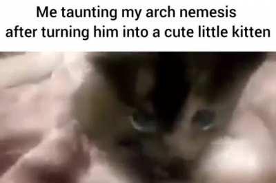 tf🐱irl