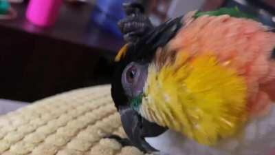 Bird uses his own feather for some satisfying head scritches :)