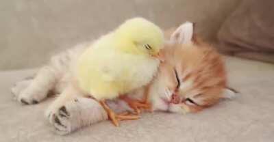 Cat sleeps with the chicken