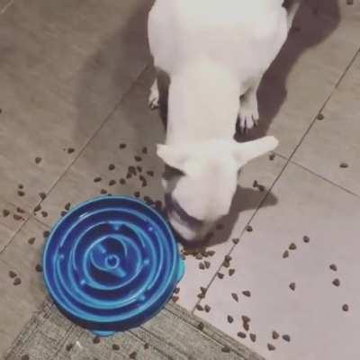 WCGW Giving a fast eating dog a slow eating bowl.