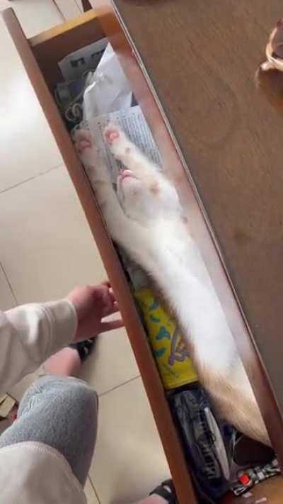 Kitten sleeping in a drawer