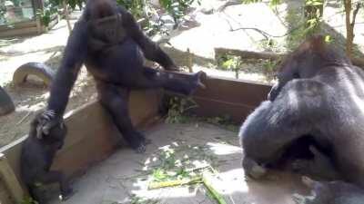 Kintaro, a tiny baby Gorilla, kissing his dad for the first time(and later getting a kiss back)