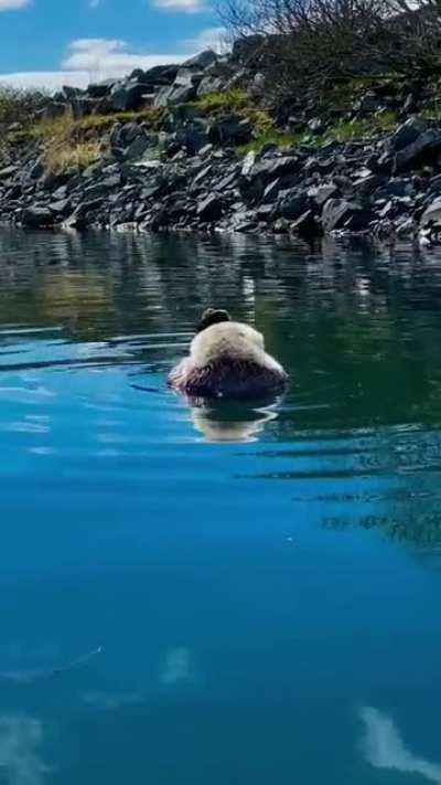 🔥 A Little otter getting caught having some alone time