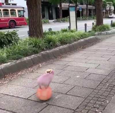 Piggy boi taking a stroll through the town