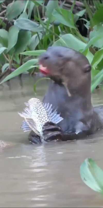 Giant river otter feeding on a freshly caught sailfin pleco in the Pantanal region of Brazil.