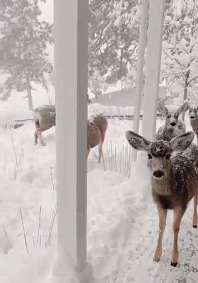 Snowy Colorado