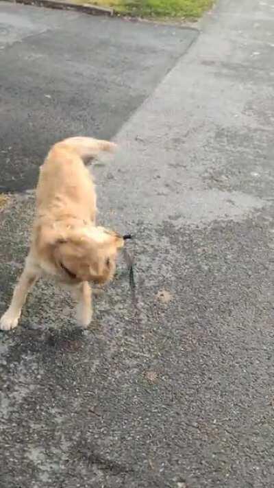 Relaxing walk with a well behaving puppy