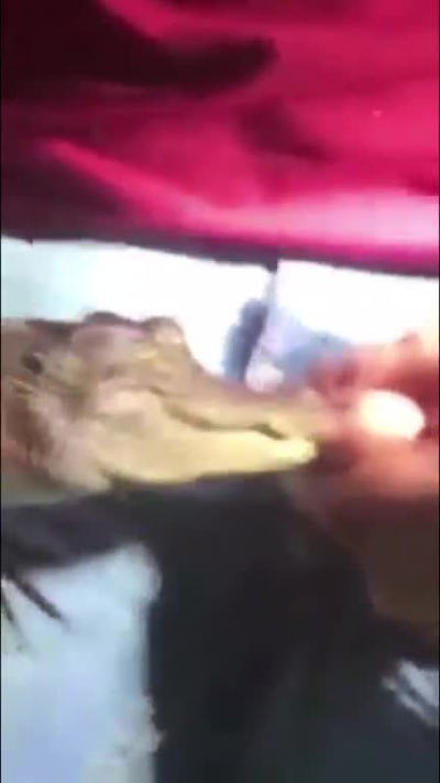 WCGW if I put my nutsack in this crocodiles mouth?