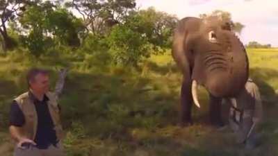 Elephant steals hard hat off of human