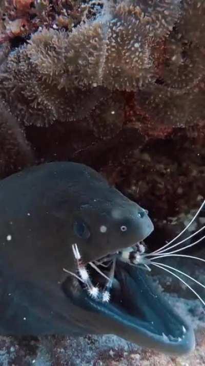 🔥A Giant Moray (Gymnothorax javanicus) having its chompers inspected by a Coral Banded Shrimp (Stenopus hispidus)