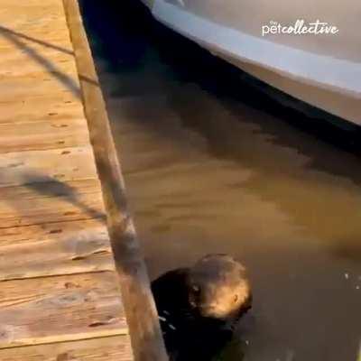 Baby otter coaxed in to water by mother.