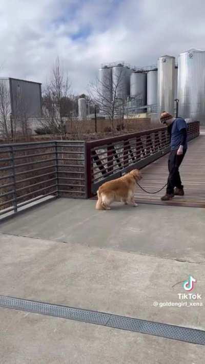 Golden musters up the courage to cross a wooden bridges