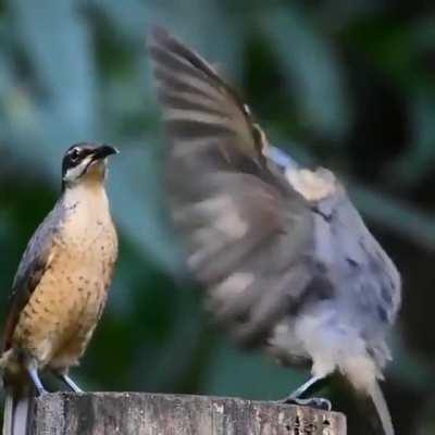 🔥 This male Victoria Rifle Bird (found in Queensland, Australia) trying to impress a female with his mating dance.