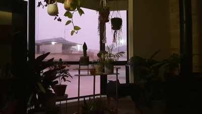 Plants, dog and a summer thunder storm in South Australia.