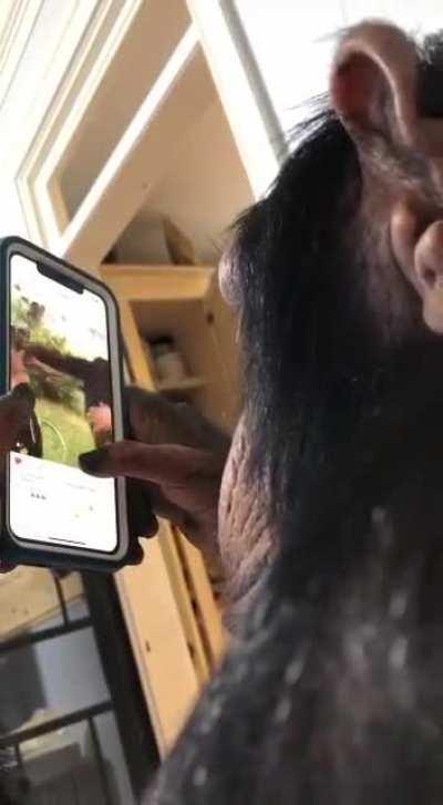 Chimpanzee using Instagram