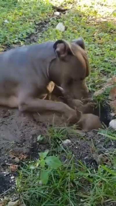 Dogs are very curious and they know when to be gentle