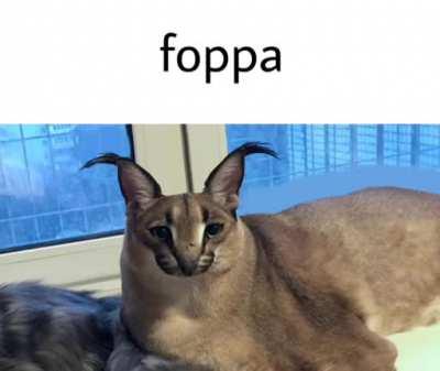 The best Floppa memes :) Memedroid