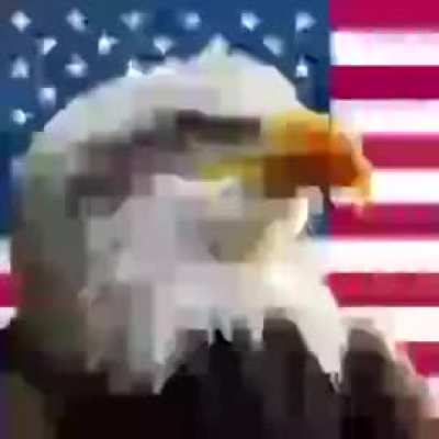 average american bird sound effect 🦅🦅🦅🦅🦅🦅🦅