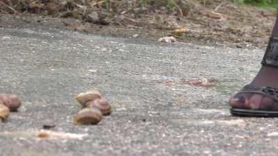 commercial french woman vs snails