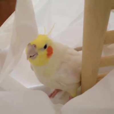 A real life Chocobo