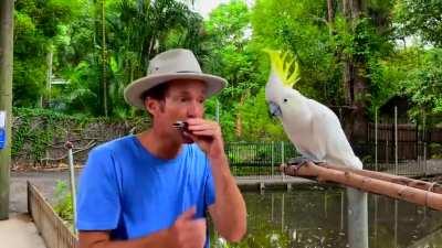 Cockatoo sings with beatbox harmonica