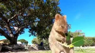 Just a quokka eating a leaf