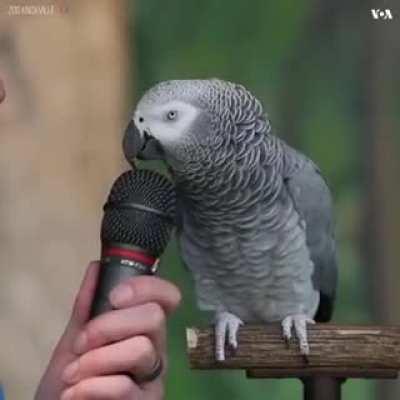 Talking Parrot .I love this.